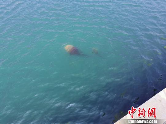 湛蓝色海水在太阳下闪闪发光、砖红色海蜇在海水表层肆意畅游、金色人造沙滩也留下了海龟与人的脚印……山东省日照市石臼港一改往日黑色“煤码头”风貌，成为新一代海洋生态旅游岸线。　郝学娟 摄